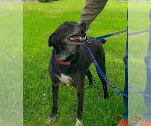 Mutt Dogs for adoption in Monterey, VA, USA