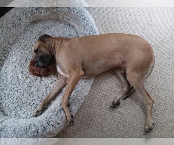 Medium Photo #2 Great Dane Puppy For Sale in Bullard, TX, USA