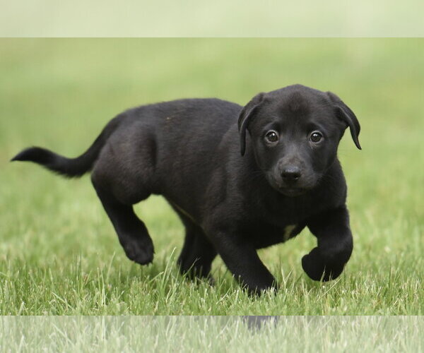 Medium Photo #1 Borador Puppy For Sale in Mechanicsburg, PA, USA