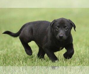 Borador Dogs for adoption in Mechanicsburg, PA, USA