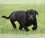 Small Borador