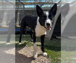 Small #6 Border Collie Mix