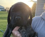 Small Photo #1 Mastiff Puppy For Sale in SHELBYVILLE, IN, USA