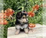 Small #1 Morkie