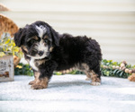 Small #2 Aussiedoodle Miniature 