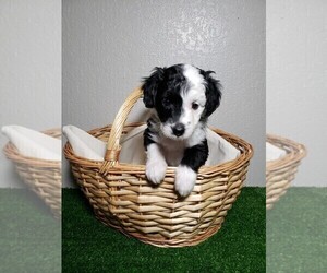 Aussiedoodle Miniature  Puppy for sale in HENDERSON, NV, USA