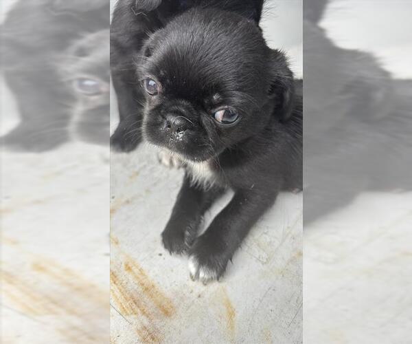 Medium Photo #1 Pug Puppy For Sale in Houston, TX, USA