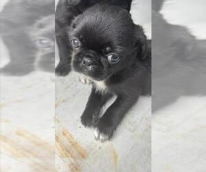 Pug Dogs for adoption in Houston, TX, USA