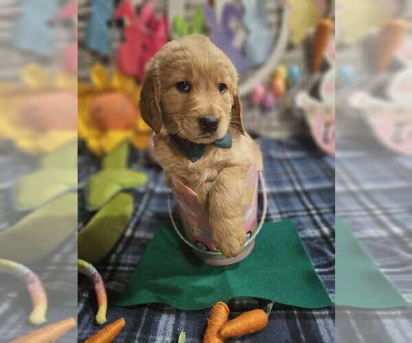 Medium Photo #22 Golden Retriever Puppy For Sale in CUMMING, GA, USA