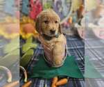 Small Photo #22 Golden Retriever Puppy For Sale in CUMMING, GA, USA