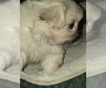 Small #2 Pekingese
