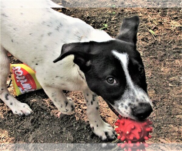 Medium Photo #5 Dalmatian-Unknown Mix Puppy For Sale in Godley, TX, USA
