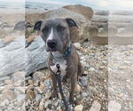 Small #5 American Pit Bull Terrier Mix