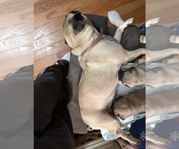 Medium Photo #1 Pug Puppy For Sale in RIDGEWAY, SC, USA