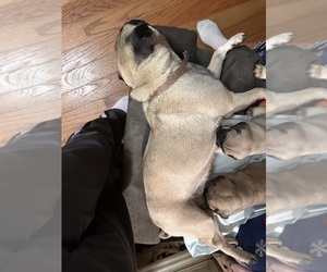 Mother of the Pug puppies born on 12/05/2025