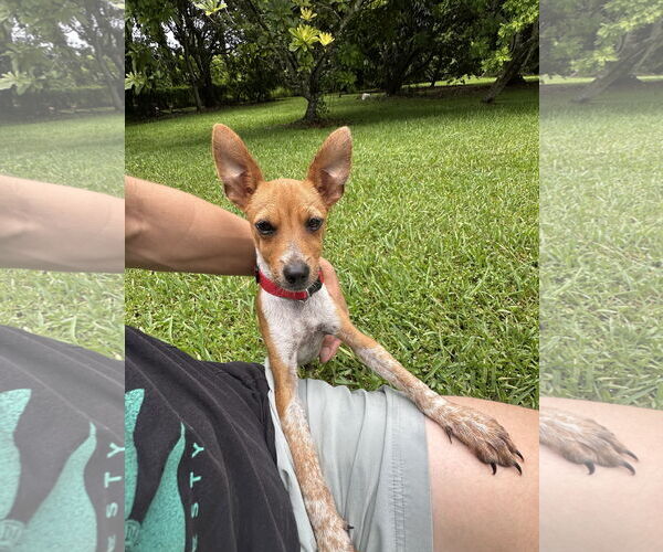 Medium Photo #3 Mutt Puppy For Sale in Miami, FL, USA