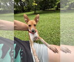 Small #2 Mutt