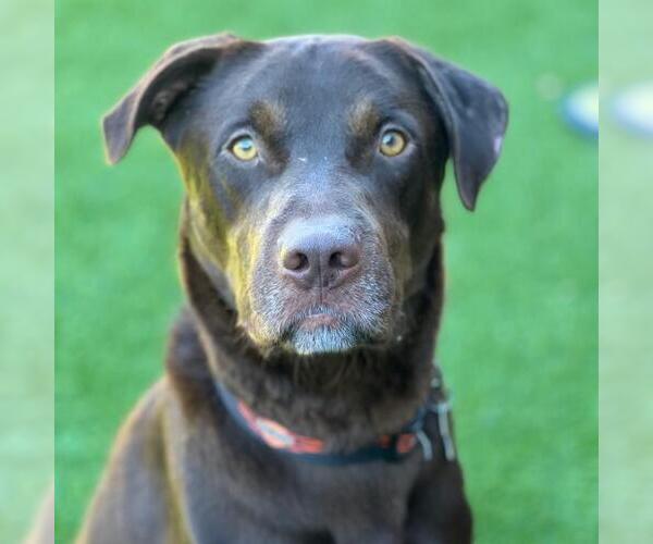 Medium Photo #3 Labrador Retriever-Unknown Mix Puppy For Sale in San Diego, CA, USA
