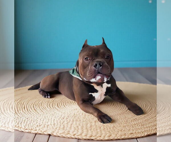 Medium Photo #1 Bulldog-Unknown Mix Puppy For Sale in Pasadena, CA, USA