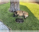 Small Photo #13 Belgian Malinois Puppy For Sale in ELK GROVE, CA, USA