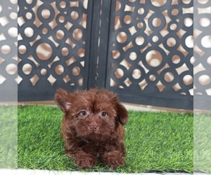 Yorkipoo Puppy for sale in MOUNT VERNON, OH, USA