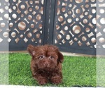 Small Yorkipoo