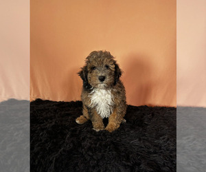 Poodle (Miniature) Puppy for sale in MILLERSBURG, IN, USA