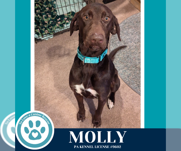 Medium Photo #2 German Shorthaired Pointer-Unknown Mix Puppy For Sale in Kimberton, PA, USA