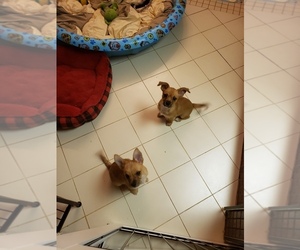 Chorkie Puppy for sale in FROSTPROOF, FL, USA