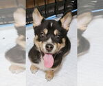 Small #3 Huskies  Mix