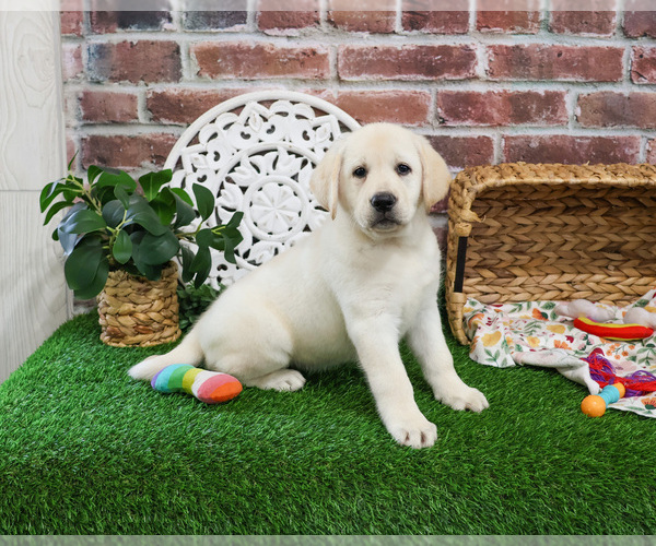 Medium Photo #1 Labrador Retriever Puppy For Sale in SYRACUSE, IN, USA