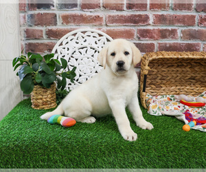 Labrador Retriever Puppy for sale in SYRACUSE, IN, USA