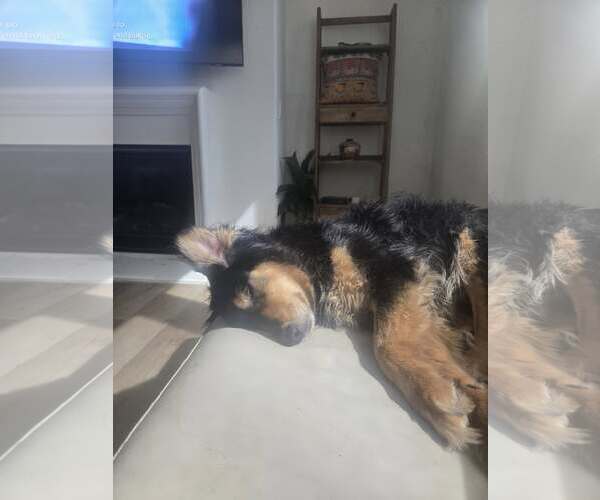Medium Photo #7 Mutt Puppy For Sale in San Diego, CA, USA