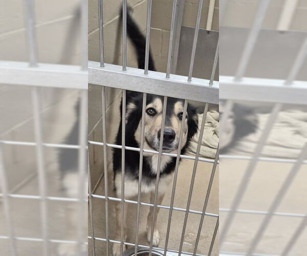 Medium Photo #1 German Shepherd Dog Puppy For Sale in Decatur, IL, USA