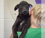 Small #6 German Shepherd Dog Mix
