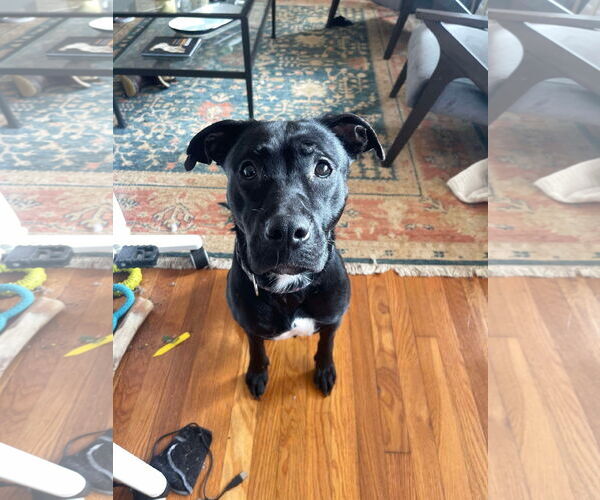 Medium Photo #2 Labrador Retriever-Unknown Mix Puppy For Sale in Mount Pleasant, SC, USA