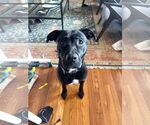 Small #1 Labrador Retriever Mix