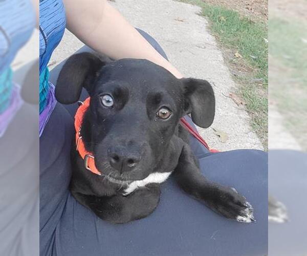 Medium Photo #1 German Shepherd Dog-Unknown Mix Puppy For Sale in Houston, TX, USA