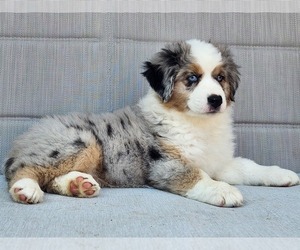 Miniature Australian Shepherd Puppy for sale in O NEALS, CA, USA