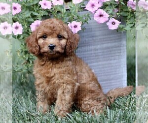 Cavapoo Puppy for sale in STRASBURG, PA, USA