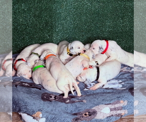 Dalmatian Puppy for Sale in FORT WORTH, Texas USA
