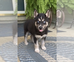 Siberian Husky Puppy for sale in BEAVER, OH, USA