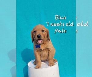 Golden Retriever Puppy for sale in COULEE CITY, WA, USA