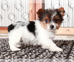 Small #1 Yorkshire Terrier