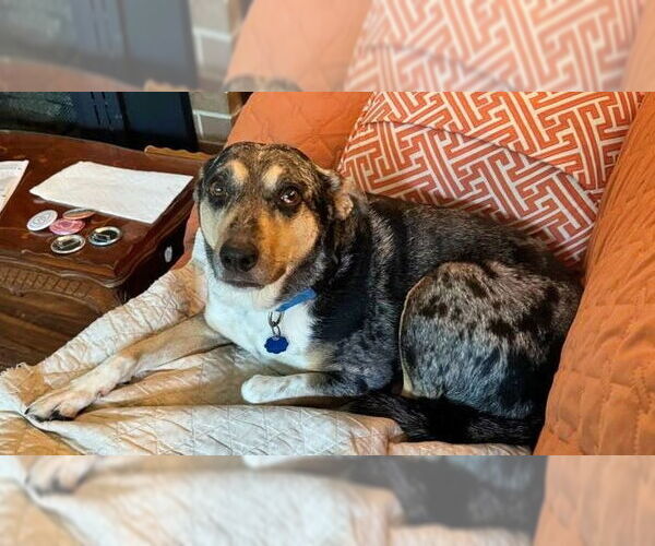 Medium Photo #8 Australian Shepherd-Unknown Mix Puppy For Sale in Minneapolis, MN, USA