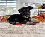 Small Schnauzer (Miniature)