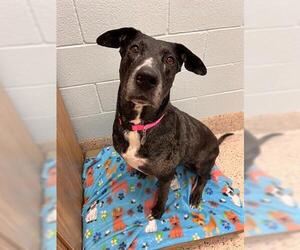 Great Dane Dogs for adoption in Brighton, CO, USA