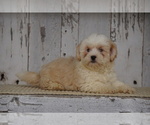 Small Photo #1 Shih-Poo Puppy For Sale in FREDERICKSBG, OH, USA