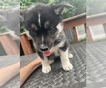 Small Photo #3 Siberian Husky Puppy For Sale in BATAVIA, OH, USA