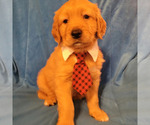 Small Photo #1 Golden Retriever Puppy For Sale in GOODYEAR, AZ, USA